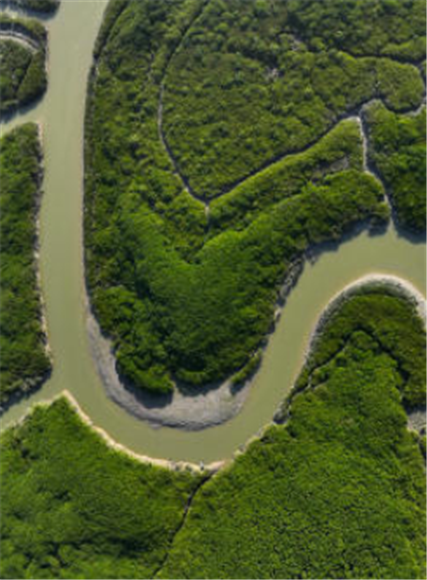 这是福建漳江口红树林国家级自然保护区红树林景观（2月2日摄，无人机照片）。新华社记者 魏培全 摄