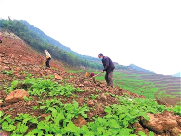 近日，和林镇茂林村油菜种植基地，村民在除草、施肥。记者 卿清 摄