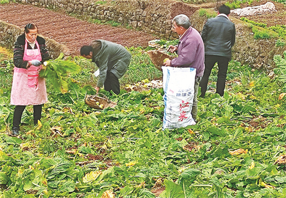 村民采收青菜头。记者 李达元 摄