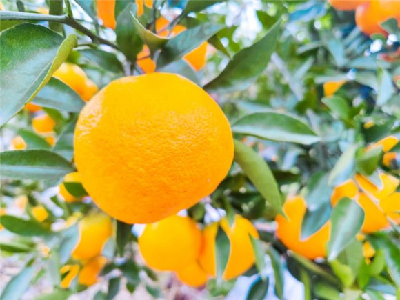 黄澄澄的明日见柑橘挂满枝头。记者 徐明鸣 徐肯 供图