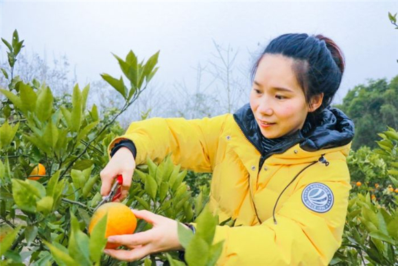 采摘认养的新鲜柑橘。记者 徐明鸣 徐肯 供图