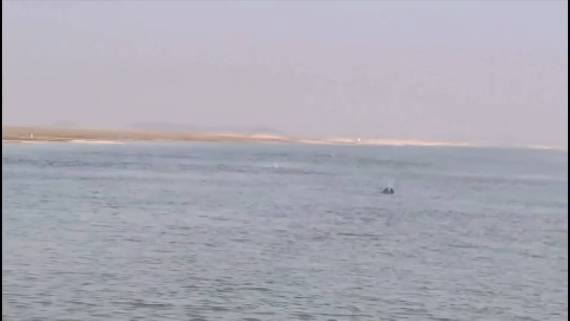 成群江豚在鄱阳湖逐浪戏水1