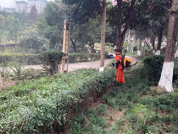 1工人用吹风机吹出绿带内垃圾杂物。通讯员 颜诗燕 摄