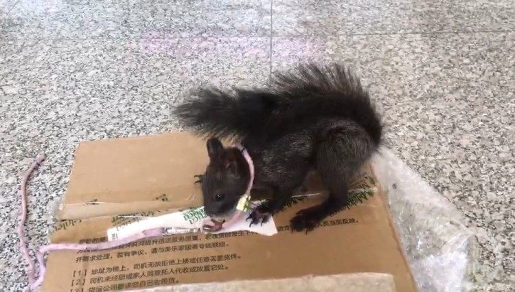 全国首批！重庆警方培训出6只缉毒松鼠即将上岗1