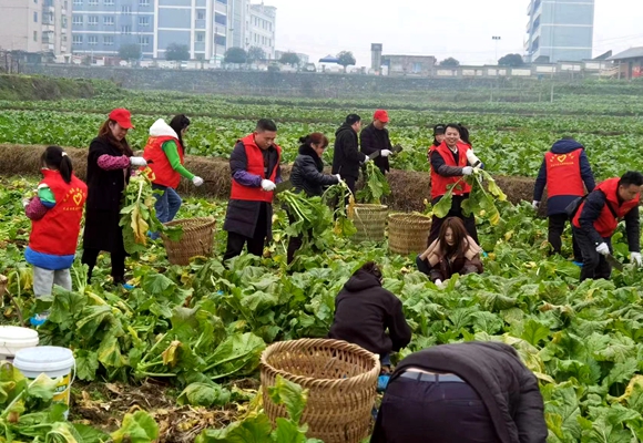 志愿者帮助村民收砍青菜头。涪陵区委宣传部供图 华龙网发