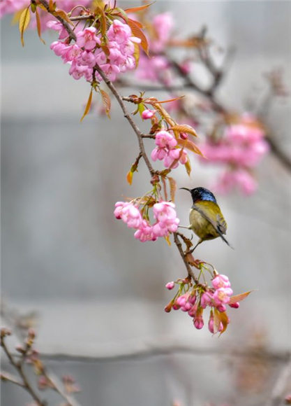 早春樱花和太阳鸟。记者 崔景印 摄