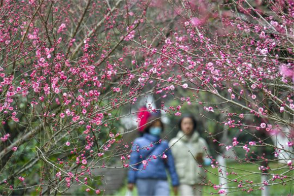 南山植物园，市民观赏红梅。记者 崔景印 摄