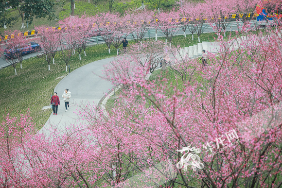 Citizens took a stroll in the sea of red plum blossoms.