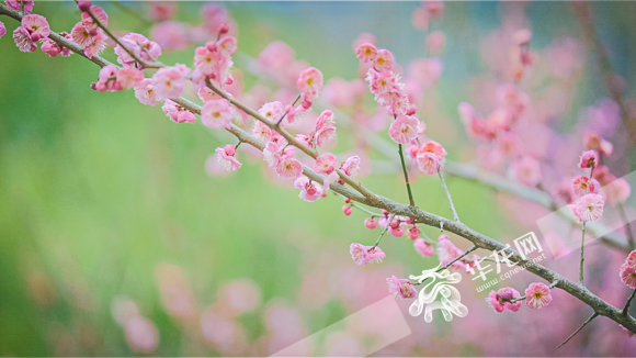 The gorgeous red plum blossoms.