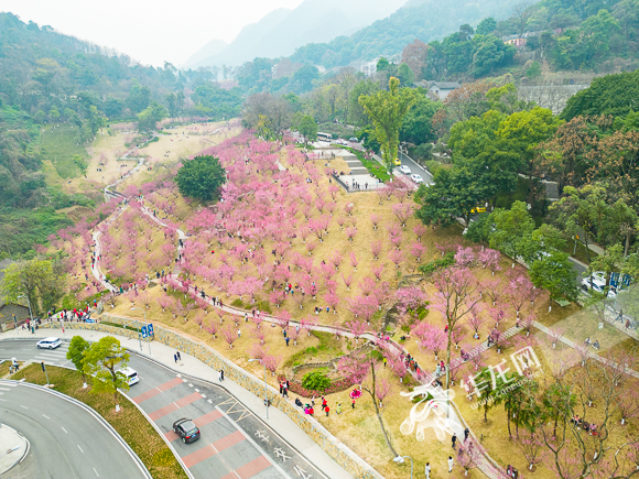 Thousands of red plum trees over Gele Mountain attracted many citizens to take photos.