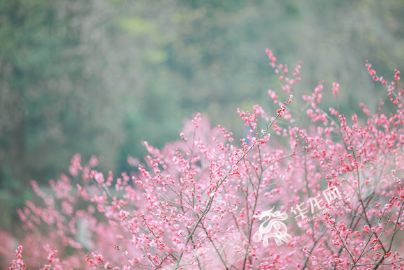 Graceful plum blossoms 