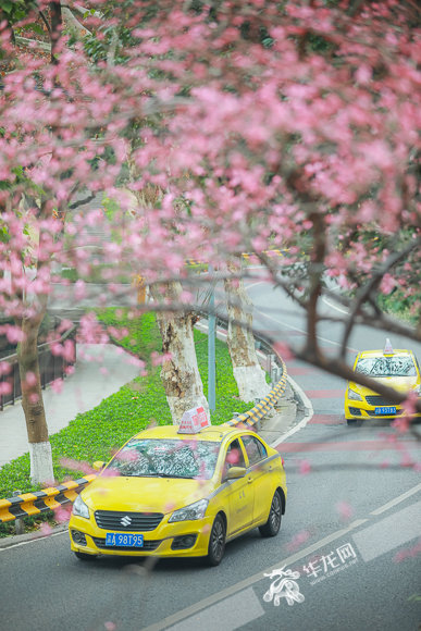 A twisting road crosses the sea of pink flowers.