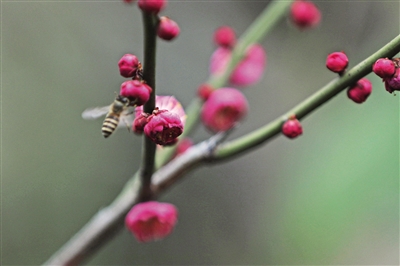 蜜蜂闻香寻梅。记者 赵勇 摄