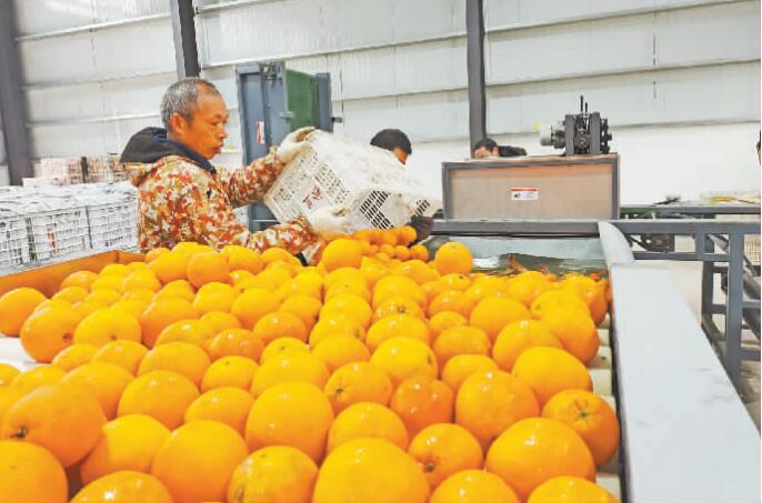 村民正在将柑橘倒入分拣线进行清洗。
