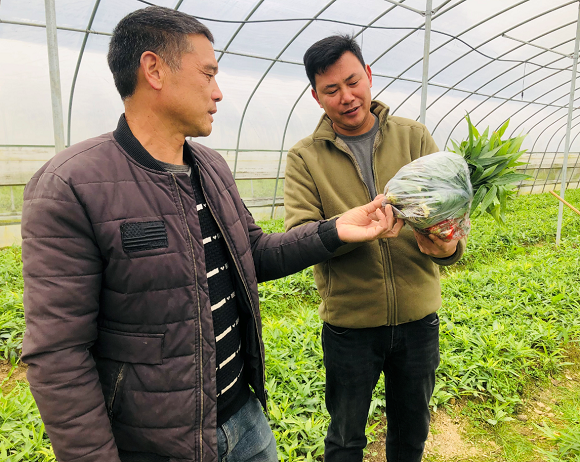 村民杨胜兵（左一）正为村上干部介绍黄精产业。通讯员 杨帆 摄