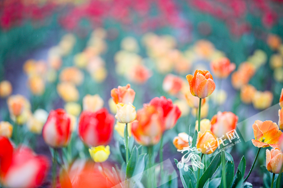 The spring is ablaze with the various colors of tulips.