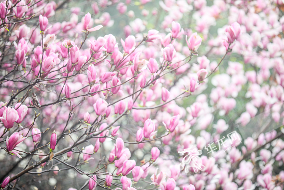 The blooming purple Yulan magnolias. 