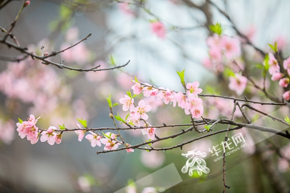 The pink peach blossoms are exquisite and delicate.