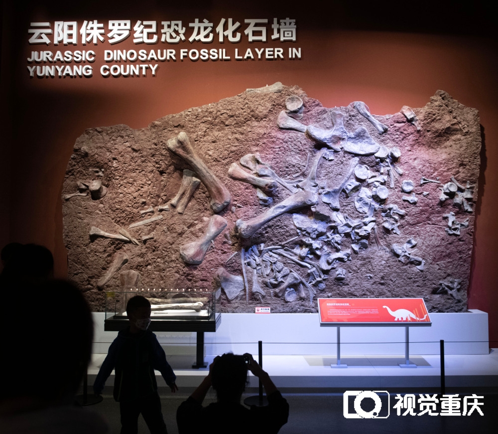 在这里读懂“重庆万卷书”——重庆自然资源科普馆13日开馆 看遍山城8亿年地质与生命演化9