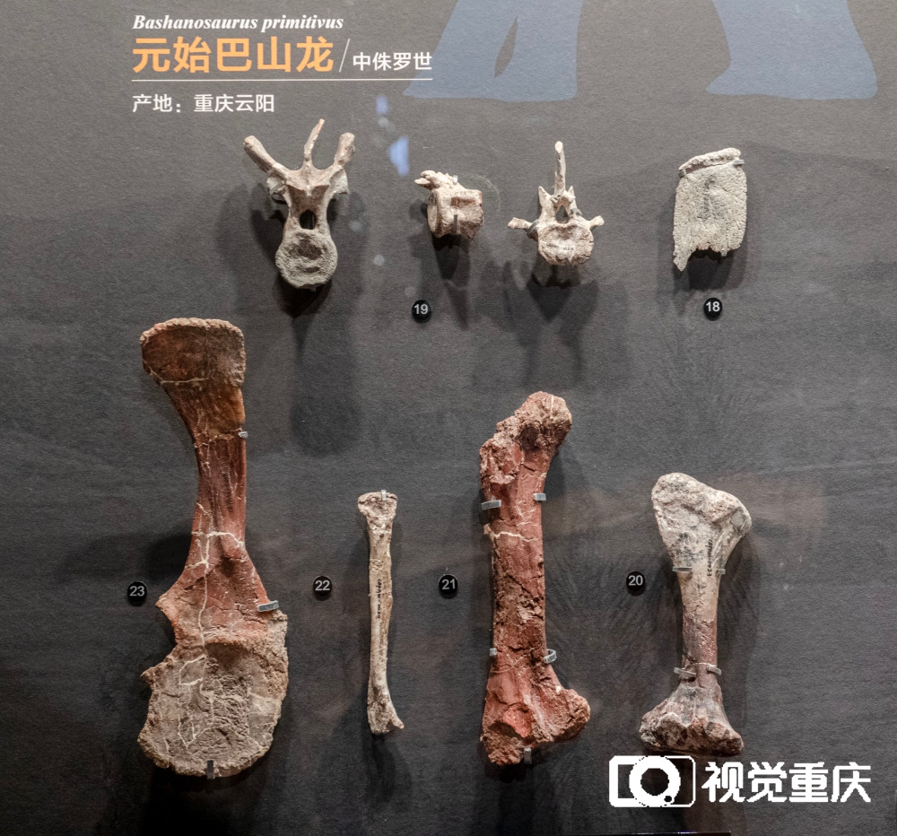 在这里读懂“重庆万卷书”——重庆自然资源科普馆13日开馆 看遍山城8亿年地质与生命演化7