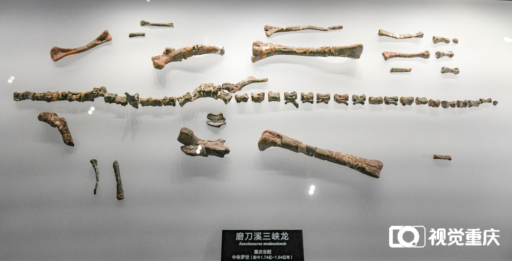 在这里读懂“重庆万卷书”——重庆自然资源科普馆13日开馆 看遍山城8亿年地质与生命演化8
