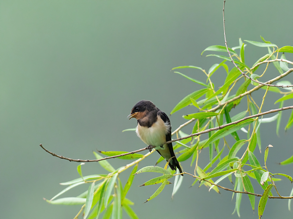 李立峰：三月之春1