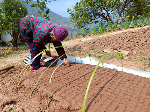 武隆：带领村民科学培育 提高玉米丰收指数