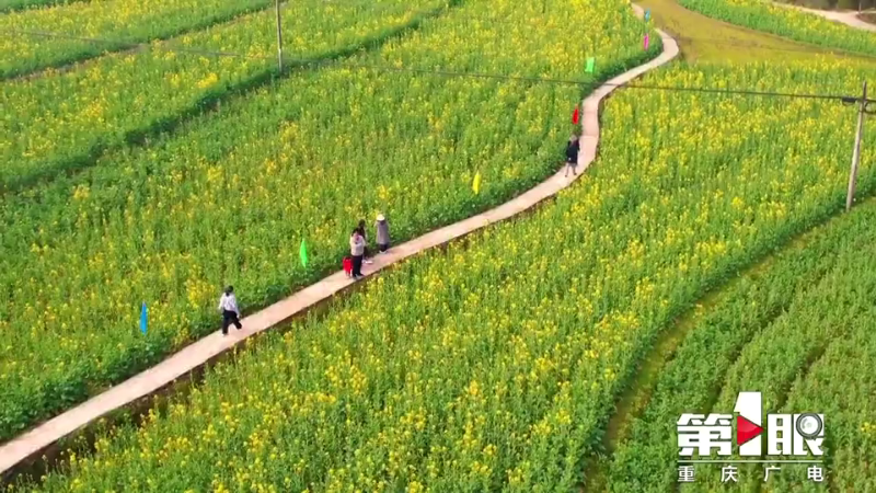 川渝好风光 | 梁平：油菜花开黄艳艳7
