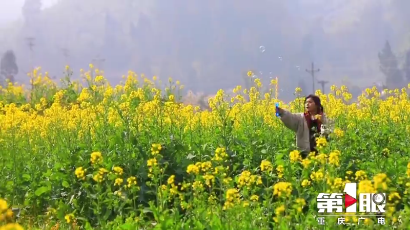 川渝好风光 | 梁平：油菜花开黄艳艳8