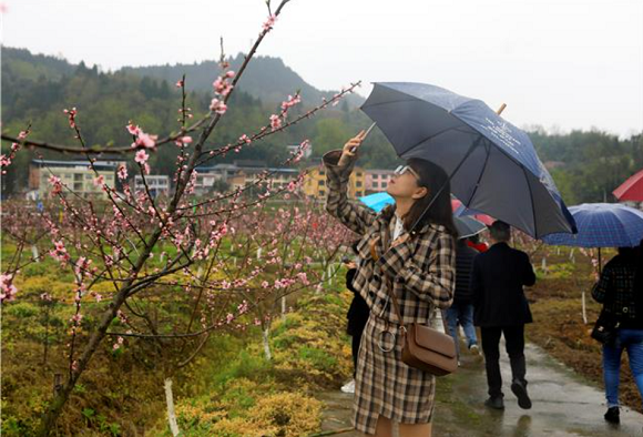 游客观赏桃花。通讯员 向成国 摄