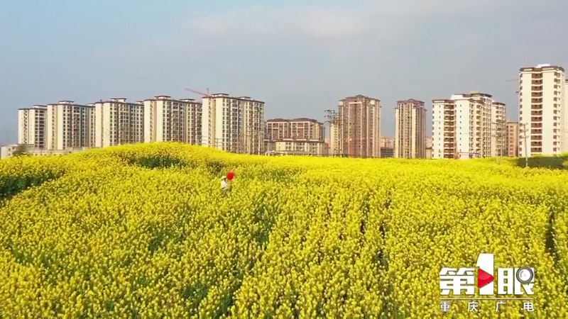 川渝好风光 | 梁平：油菜花开黄艳艳5
