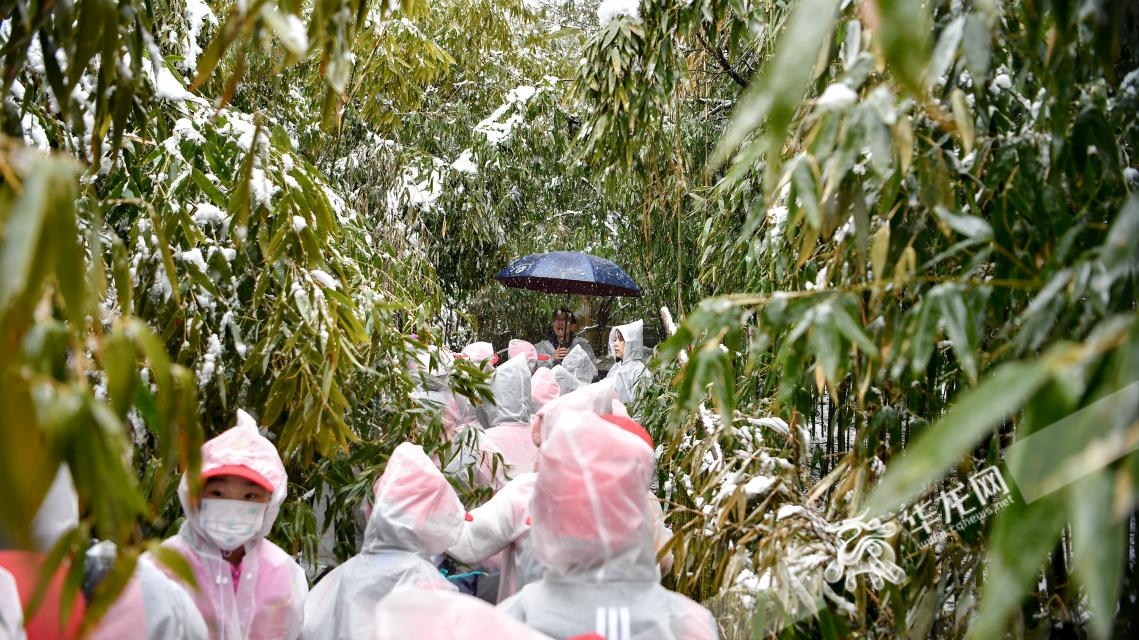 华龙网小记者化身雪地“追风”少年 走进金佛山探访古树保护