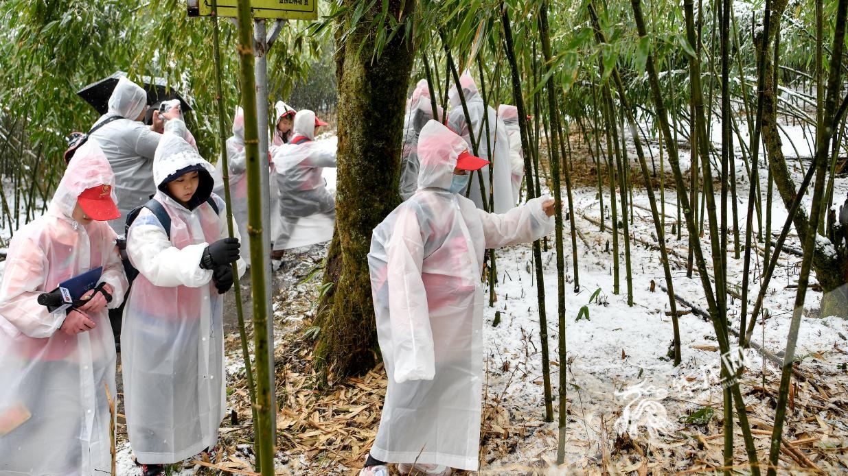 华龙网小记者化身雪地“追风”少年 走进金佛山探访古树保护