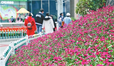 近日，三峡广场各类花卉陆续盛开，一派春意盎然的景象。记者 郭晋 摄