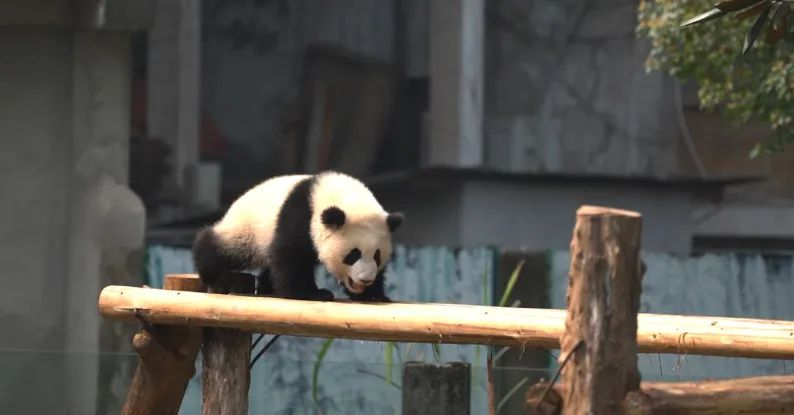 The brother “Yu Ke”. (Photo provided by Chongqing Zoo)