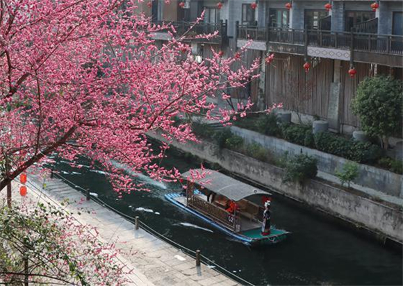 The boat is traveling on the river hidden in the clusters of plum blossoms. (Photographed by Li Shisu)