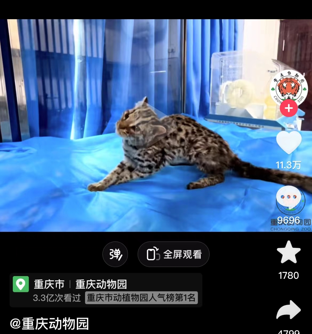该受伤动物正在市动物园进行专业救治。网络截图