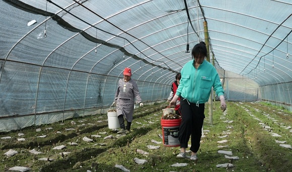 村民正在采摘羊肚菌。黔江区委宣传部供图 华龙网发