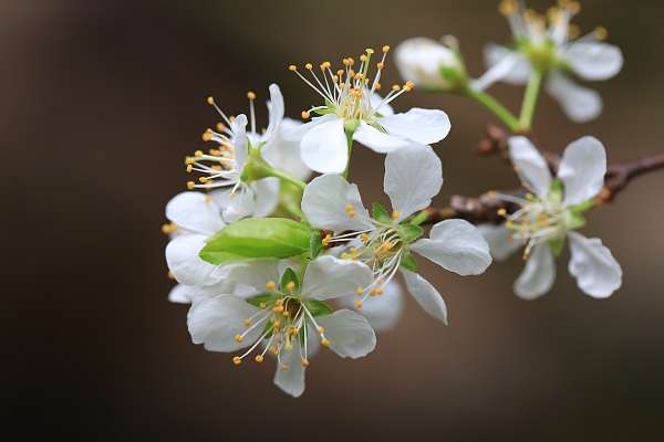 赵历法：李花，一生正派1