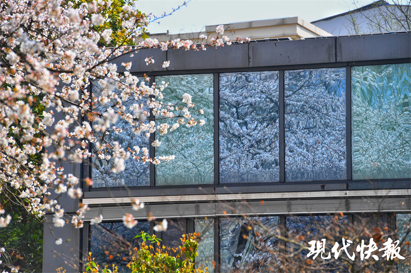 校园里“樱花王”绽放，东南大学樱花教室惊艳出圈3