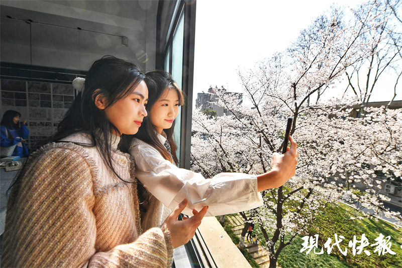 校园里“樱花王”绽放，东南大学樱花教室惊艳出圈5