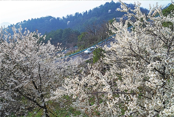 阳春三月，车行渝北，一路繁花相伴。记者 胡瑾 摄