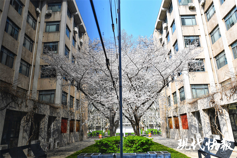 校园里“樱花王”绽放，东南大学樱花教室惊艳出圈1