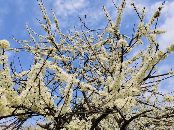 雪白的李花挂满枝头。江津区杜市镇政府供图 华龙网发