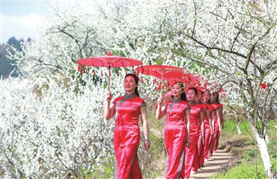 合兴街道第八届李花节活动现场，旗袍爱好者漫步在李花丛中。记者 熊伟 摄