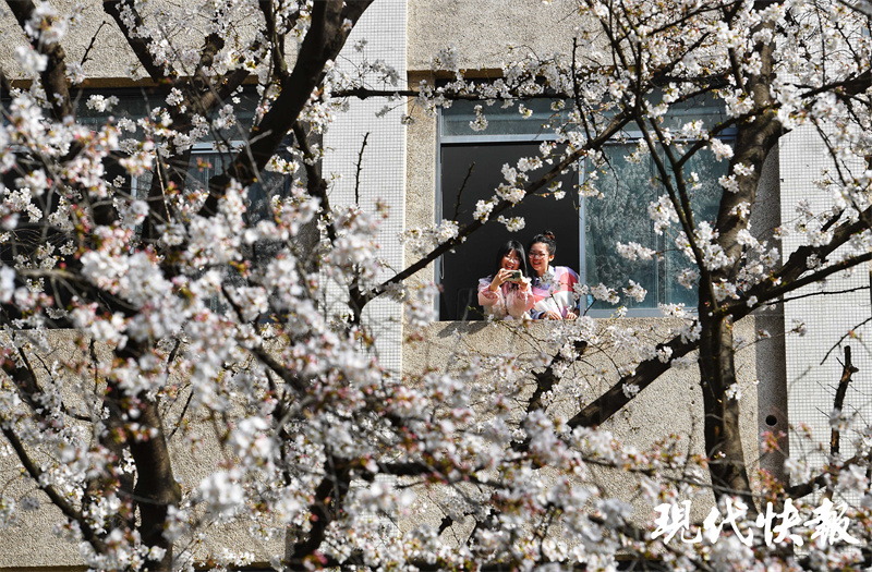 校园里“樱花王”绽放，东南大学樱花教室惊艳出圈4