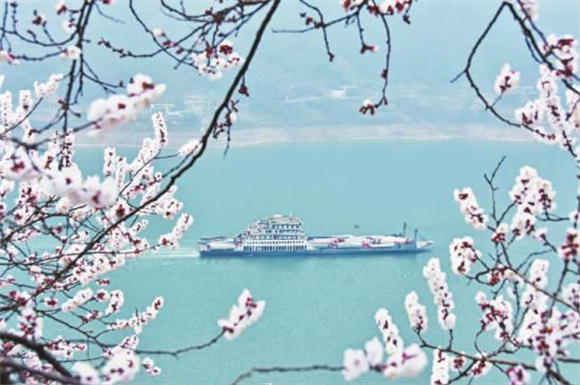 船只航行在杏花映衬下的长江巫峡。记者 王忠虎 摄
