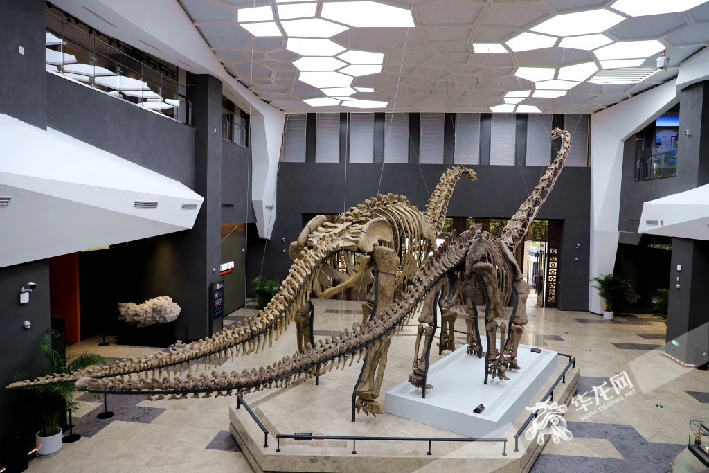 Exhibits displayed in the Exhibition Hall of Chongqing Natural Resources Science Museum.