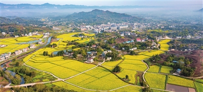 1荫平镇三坝村,金色的油菜花铺满大地，宛如一幅画卷。记者 熊伟 摄