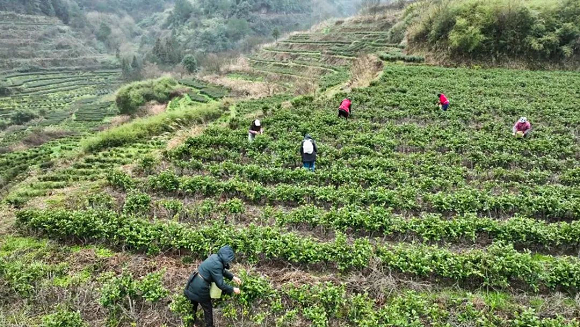 茶农们正忙着采收春茶。南川区委宣传部供图 华龙网发